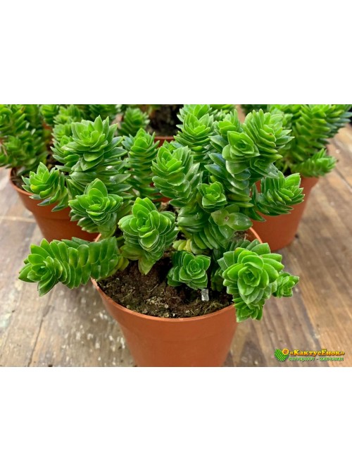 Черенок Крассула Эстагнол (Crassula Estagnol) 