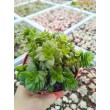 Черенок Крассула Эстагнол (Crassula Estagnol) 