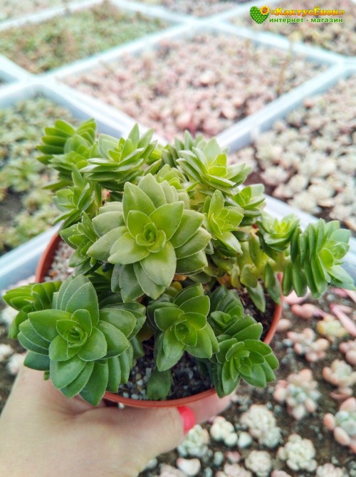 Черенок Крассула Эстагнол (Crassula Estagnol) 