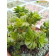 Черенок Крассула Эстагнол (Crassula Estagnol) 