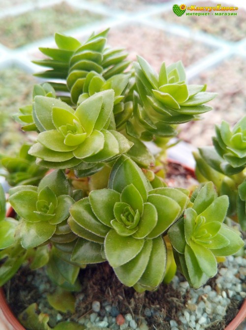 Черенок Крассула Эстагнол (Crassula Estagnol) 