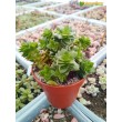 Черенок Крассула Эстагнол (Crassula Estagnol) 