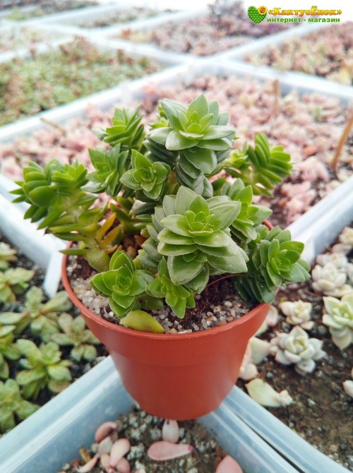 Черенок Крассула Эстагнол (Crassula Estagnol) 