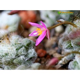 Анакампсерос нитчатый (Anacampseros filamentosa, анакампсерос филаментоза)