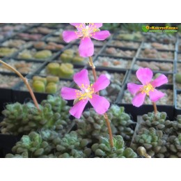 Анакампсерос нитчатый (Anacampseros filamentosa, анакампсерос филаментоза)
