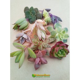 Набор черенков суккулентов 11 штук