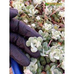 Черенок Седум лопатчатолистный Кейп Бланко (Sedum spathulifolium Cape Blanco)