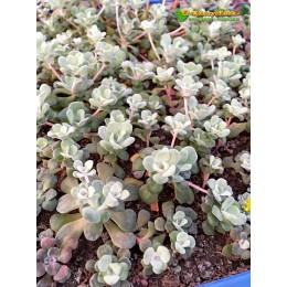 Черенок Седум лопатчатолистный Кейп Бланко (Sedum spathulifolium Cape Blanco)