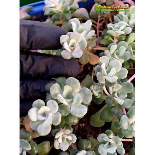 Черенок Седум лопатчатолистный Кейп Бланко (Sedum spathulifolium Cape Blanco)