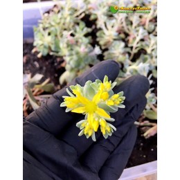Черенок Седум лопатчатолистный Кейп Бланко (Sedum spathulifolium Cape Blanco)