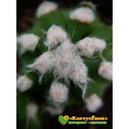 Эхинопсис (subdenudata cv. Fuzzy Navel, эхинопсис субденудата культивар фуззи невел)