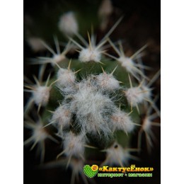 Эхинопсис (subdenudata cv. Fuzzy Navel, эхинопсис субденудата культивар фуззи невел)