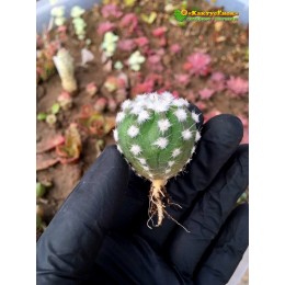 Эхинопсис (subdenudata cv. Fuzzy Navel, эхинопсис субденудата культивар фуззи невел)