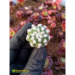 Эхинопсис (subdenudata cv. Fuzzy Navel, эхинопсис субденудата культивар фуззи невел)