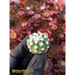 Эхинопсис (subdenudata cv. Fuzzy Navel, эхинопсис субденудата культивар фуззи невел)