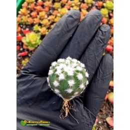 Эхинопсис (subdenudata cv. Fuzzy Navel, эхинопсис субденудата культивар фуззи невел)