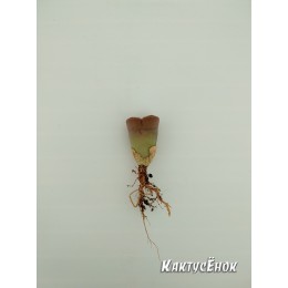 Литопс микс №5(Lithops MIX)