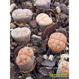 Литопс микс №5(Lithops MIX)