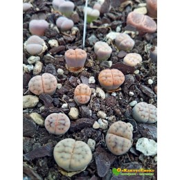 Литопс микс №5(Lithops MIX)