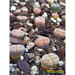 Литопс микс №5(Lithops MIX)
