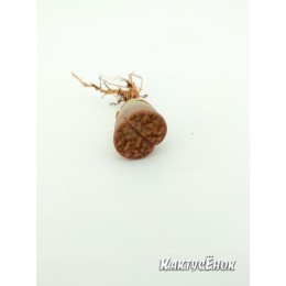 Литопс микс №5(Lithops MIX)