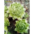 Молодило гибридное №11 (Sempervivum, семпервивум, живучка, каменная роза)