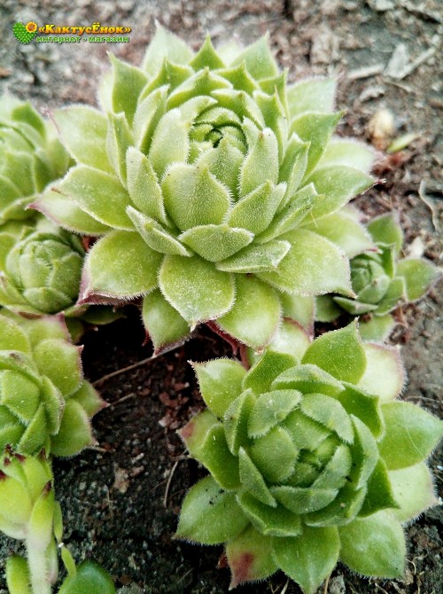 Молодило гибридное №11 (Sempervivum, семпервивум, живучка, каменная роза)