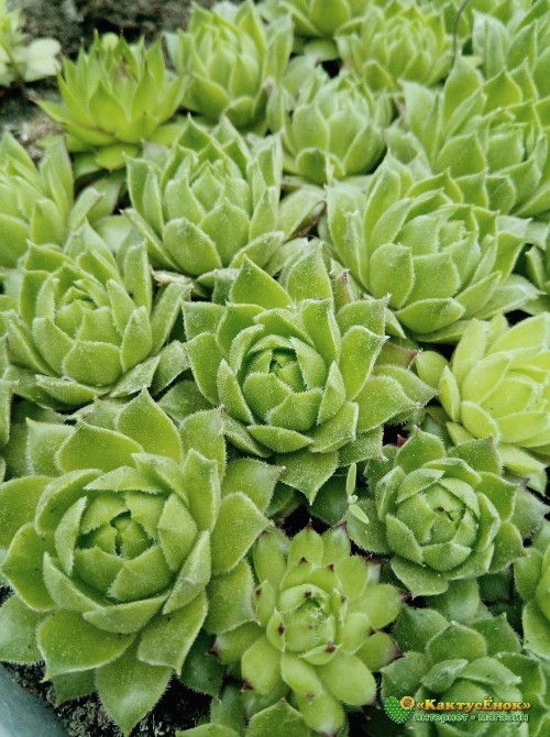 Молодило гибридное №11 (Sempervivum, семпервивум, живучка, каменная роза)