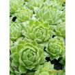 Молодило гибридное №11 (Sempervivum, семпервивум, живучка, каменная роза)