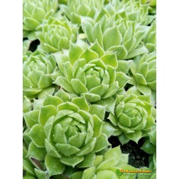 Молодило гибридное №11 (Sempervivum, семпервивум, живучка, каменная роза)