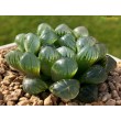 2 листовых черенка Хавортия купера трунката (Haworthia cooperi var. truncata)