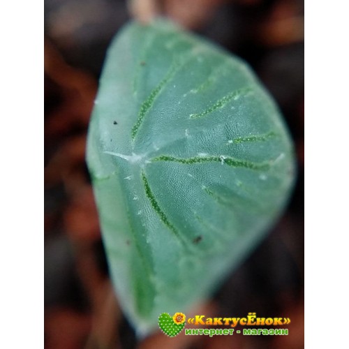 2 листовых черенка Хавортия купера трунката (Haworthia cooperi var. truncata)