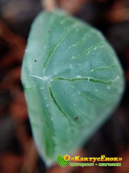 2 листовых черенка Хавортия купера трунката (Haworthia cooperi var. truncata)