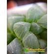 2 листовых черенка Хавортия купера трунката (Haworthia cooperi var. truncata)