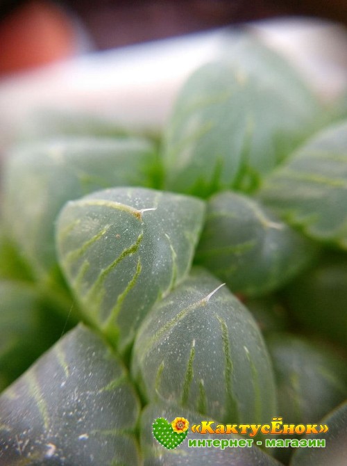 2 листовых черенка Хавортия купера трунката (Haworthia cooperi var. truncata)