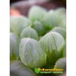 2 листовых черенка Хавортия купера трунката (Haworthia cooperi var. truncata)