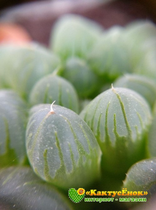 2 листовых черенка Хавортия купера трунката (Haworthia cooperi var. truncata)