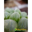 2 листовых черенка Хавортия купера трунката (Haworthia cooperi var. truncata)