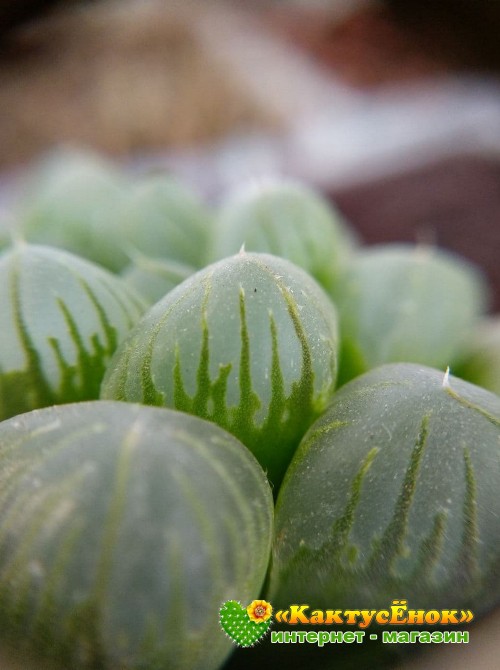 2 листовых черенка Хавортия купера трунката (Haworthia cooperi var. truncata)