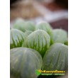 2 листовых черенка Хавортия купера трунката (Haworthia cooperi var. truncata)