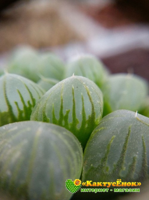 2 листовых черенка Хавортия купера трунката (Haworthia cooperi var. truncata)