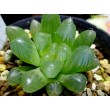 2 листовых черенка Хавортия купера трунката (Haworthia cooperi var. truncata)