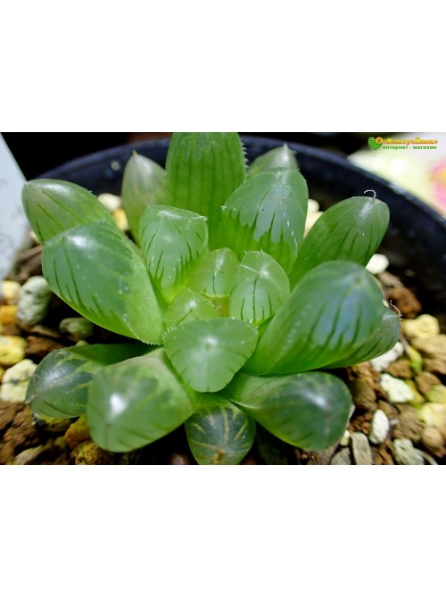 2 листовых черенка Хавортия купера трунката (Haworthia cooperi var. truncata)