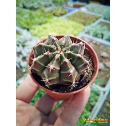 Гимнокалициум фридриха (Gymnocalycium mihanovichii var. Friedrichiae гимнокалициум михановича разновидность фридриха)