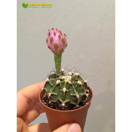 Гимнокалициум фридриха (Gymnocalycium mihanovichii var. Friedrichiae гимнокалициум михановича разновидность фридриха)