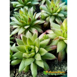 Молодило гибридное № 12 (Sempervivum, семпервивум, живучка, каменная роза)