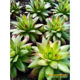Молодило гибридное № 12 (Sempervivum, семпервивум, живучка, каменная роза)