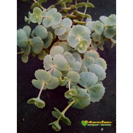 Черенок Очиток Зибольда (Sedum sieboldii, седум Зибольда)