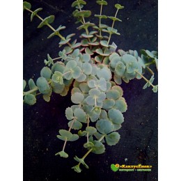 Черенок Очиток Зибольда (Sedum sieboldii, седум Зибольда)