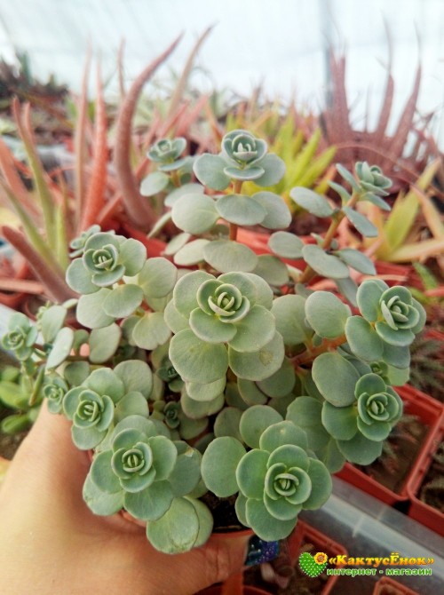 Черенок Очиток наутёсный (Sedum cauticola Lidakense, седум наскальный Лидакензе)